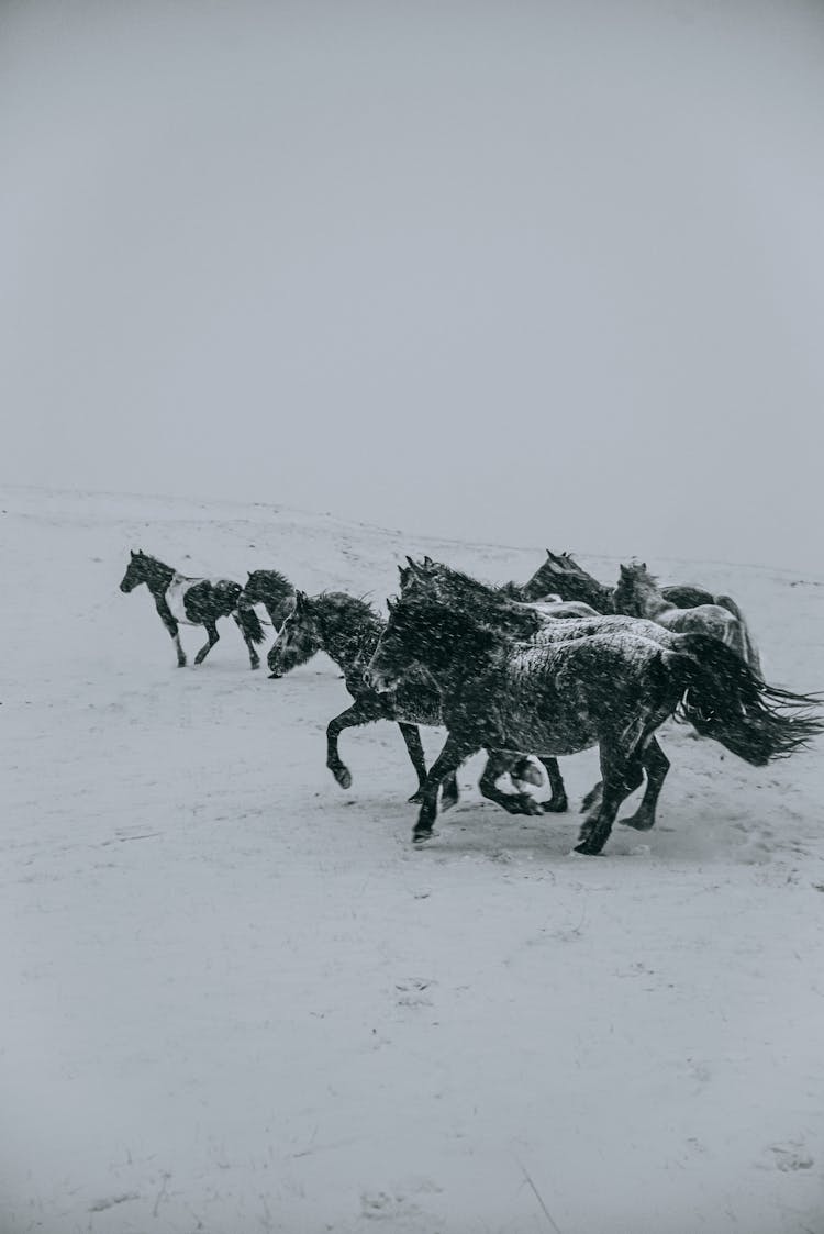 Horses Running On A Snow-Covered Field