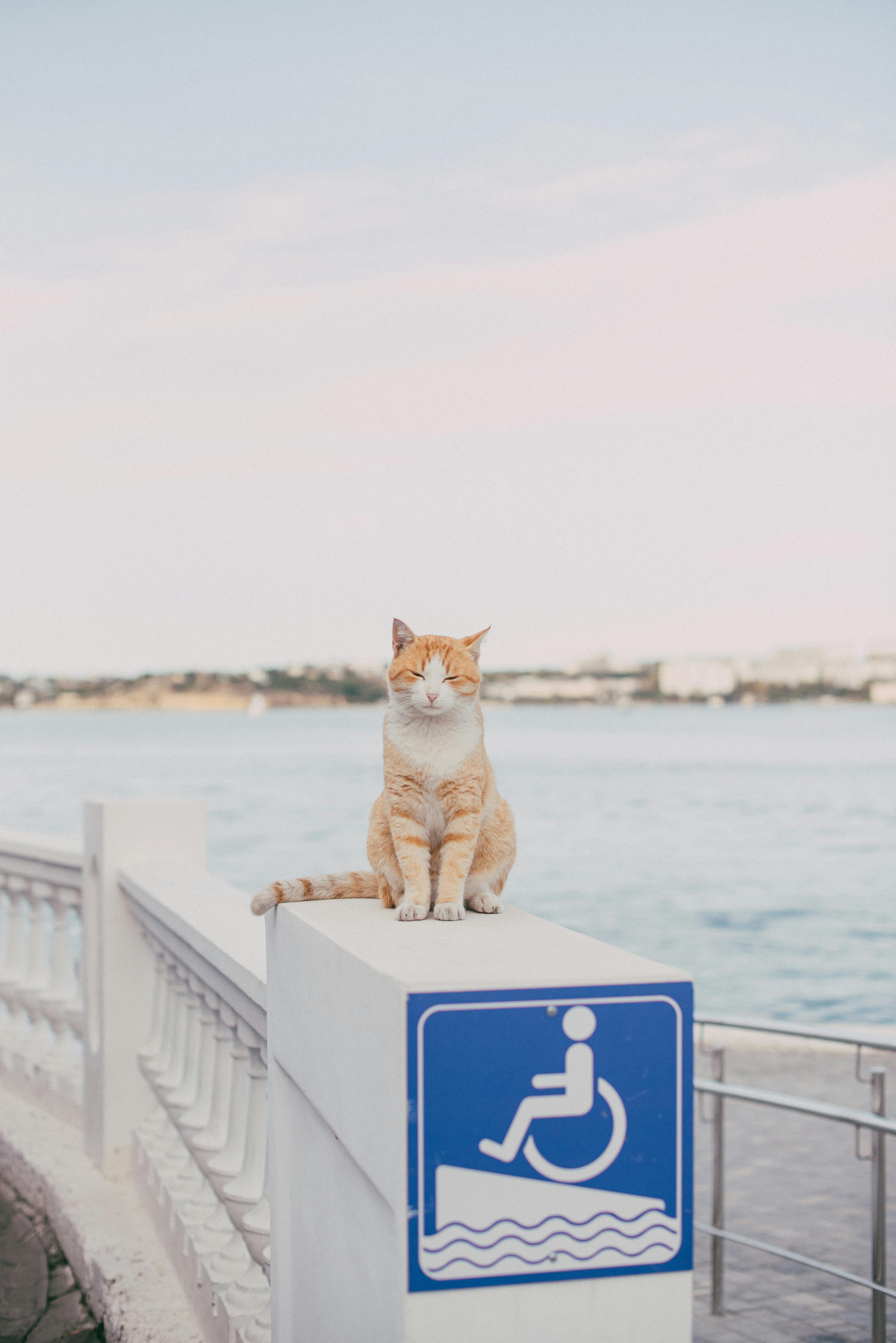 an adorable cat sitting on a concrete railing with pwd sign