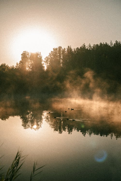 Fotobanka s bezplatnými fotkami na tému jazero, les, malebný