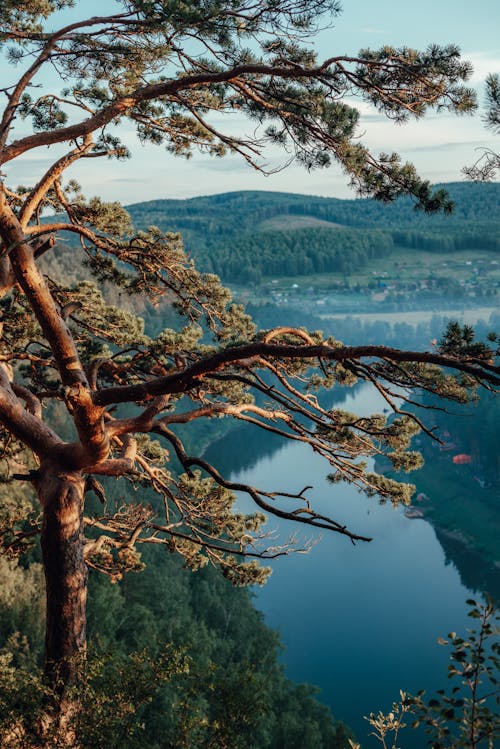 Darmowe zdjęcie z galerii z drzewo iglaste, fotografia krajobrazowa, gałęzie