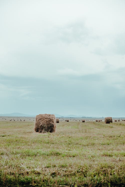 Free Hay Bales on the Green Field Stock Photo