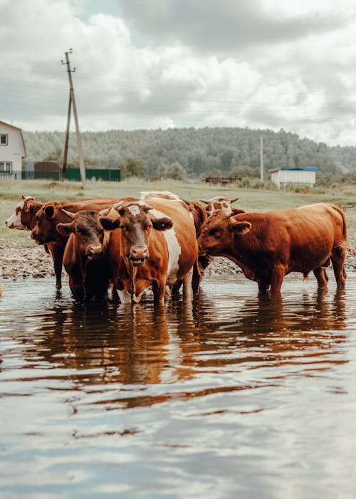 免費 一群動物, 公牛, 動物 的 免費圖庫相片 圖庫相片