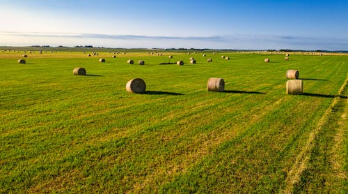 Hay Bales on a Field