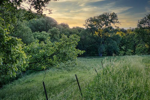 フィールド, 緑の木々, 美しいの無料の写真素材