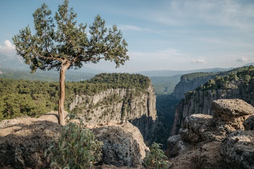 Δωρεάν στοκ φωτογραφιών με βουνά, βραχώδες βράχο, δέντρο Φωτογραφία από στοκ φωτογραφιών