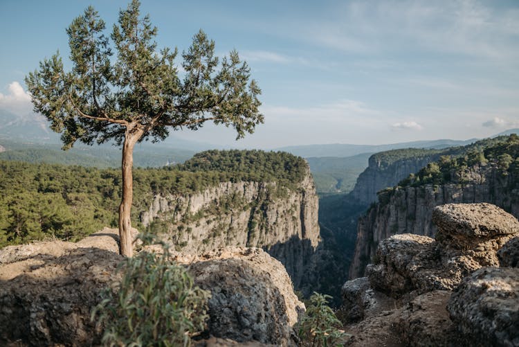 Green Trees On A Rocky Cliff