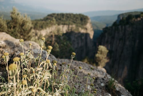 Δωρεάν στοκ φωτογραφιών με βουνά, γκρο πλαν, γραφικός