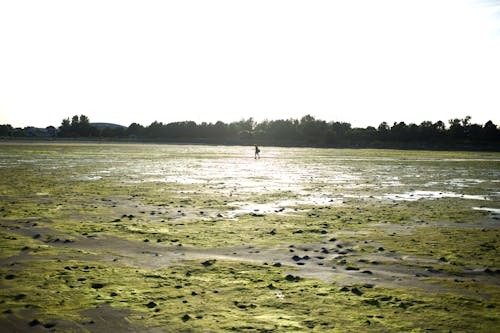 Gratis lagerfoto af lavvande, strand