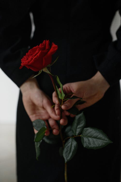 Person Holding Red Rose 