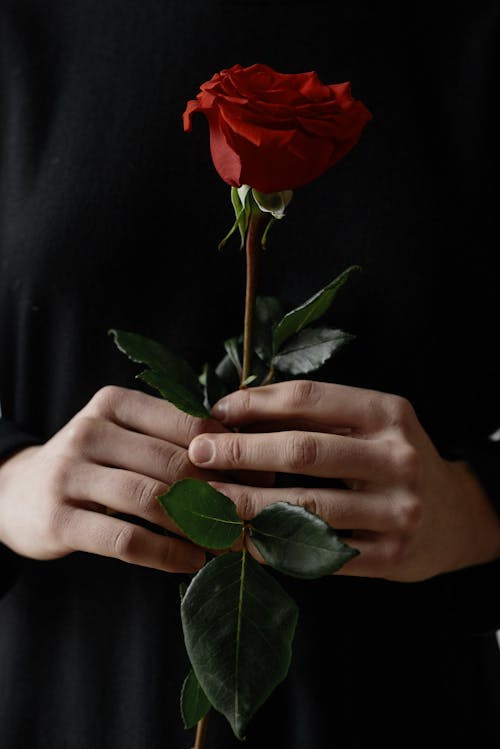 A Person Holding a Red Rose 