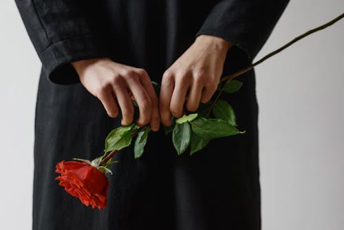 Free Person Holding Red Rose  Stock Photo