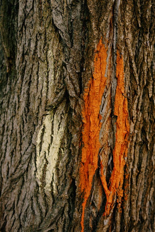 Rough Texture of a Tree Bark