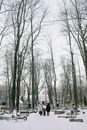 Free stock photo of branch, cemetery, cold