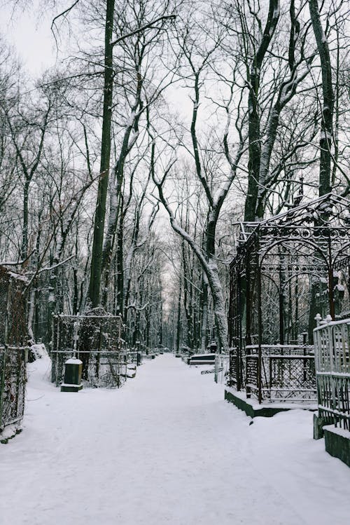 Snow Covered Bare Trees and Pathway In Grayscale 