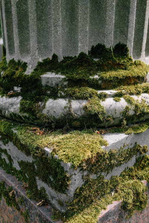 Green Moss on Concrete Structure