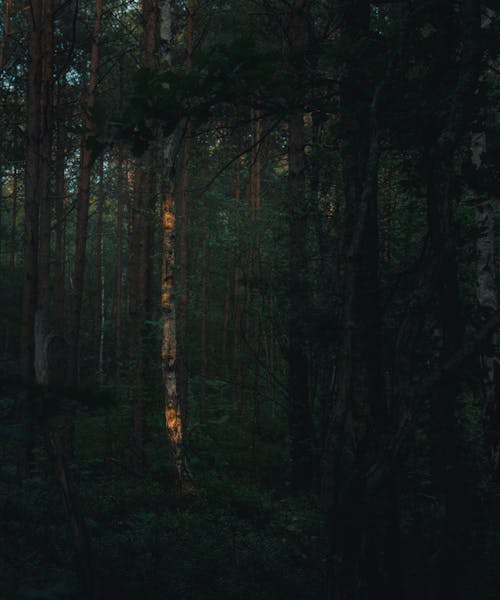 Tall Trees in the Forest