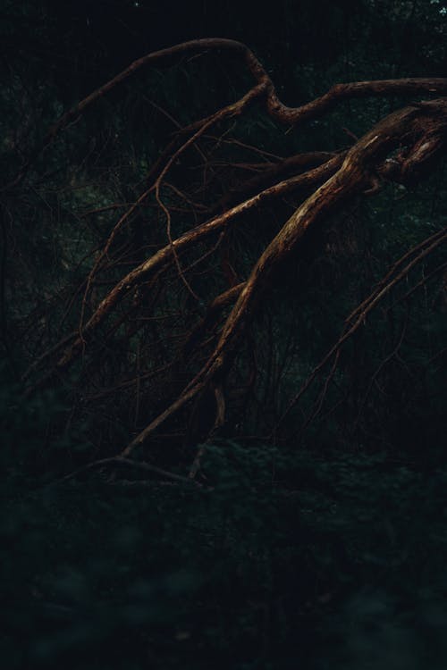Brown Tree Roots in the Dark · Free Stock Photo