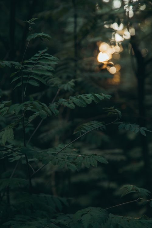 Free Enchanting forest scene with dusk light illuminating the leaves, perfect for natural backgrounds. Stock Photo