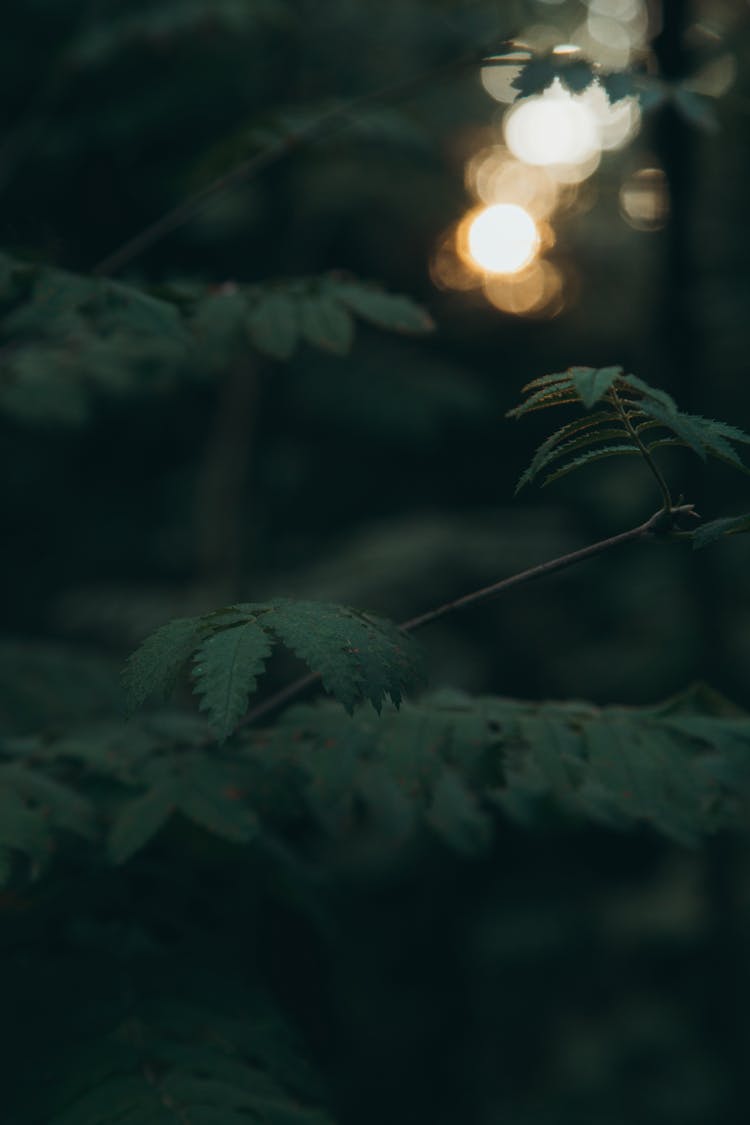 Green Leaves Of A Mimosa Plant