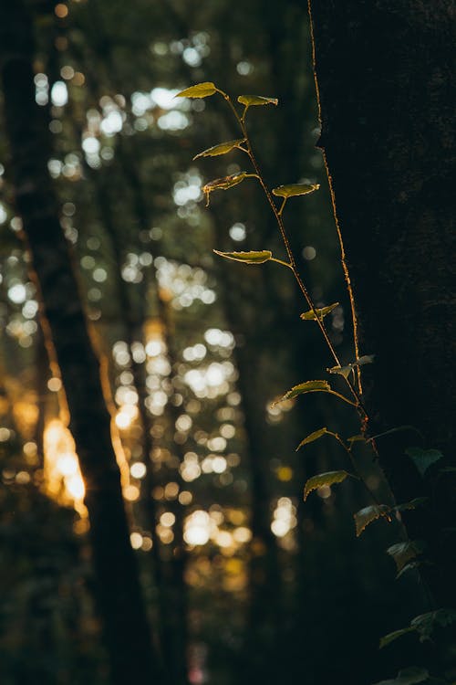 Ingyenes stockfotó erdő, fák, fény témában Stockfotó
