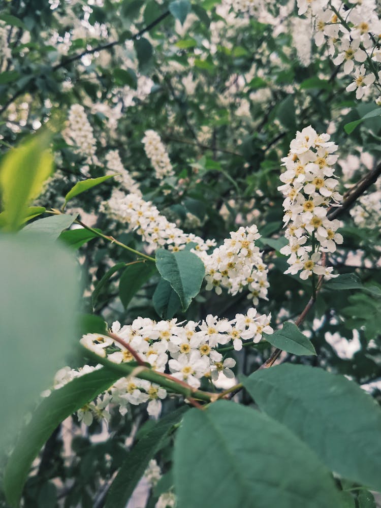 Close-Up Shot Of Prunus Padus