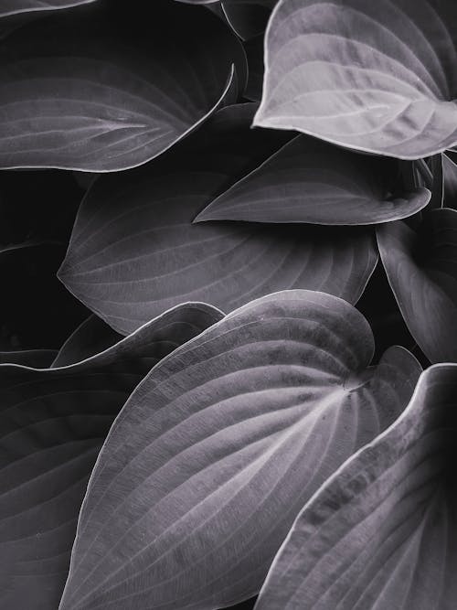 Grayscale Photo of Leaves 