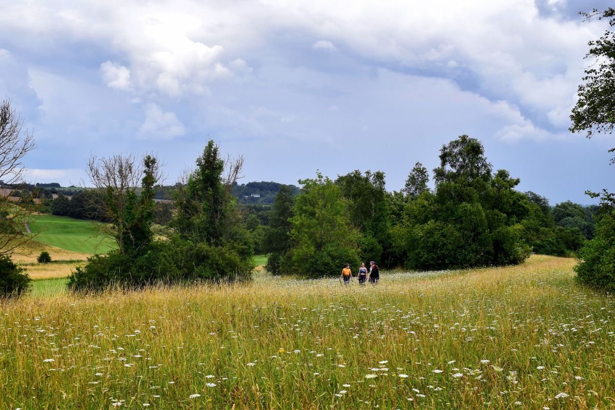 Crouch Valley Meadow, Althorne, Essex