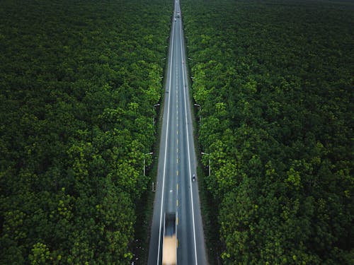 Free A Highway Across the Forest Stock Photo