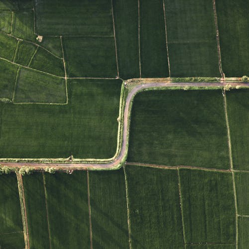 Aerial View of a Road Between Croplands