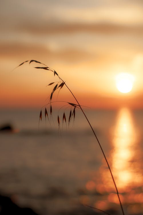 Silhouette of Grass During Sunset