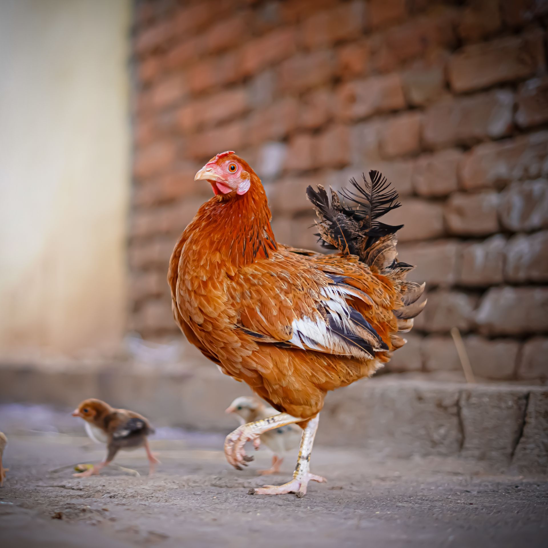 A hen and her chicks stroll alongside a rustic brick wall in a farm setting.