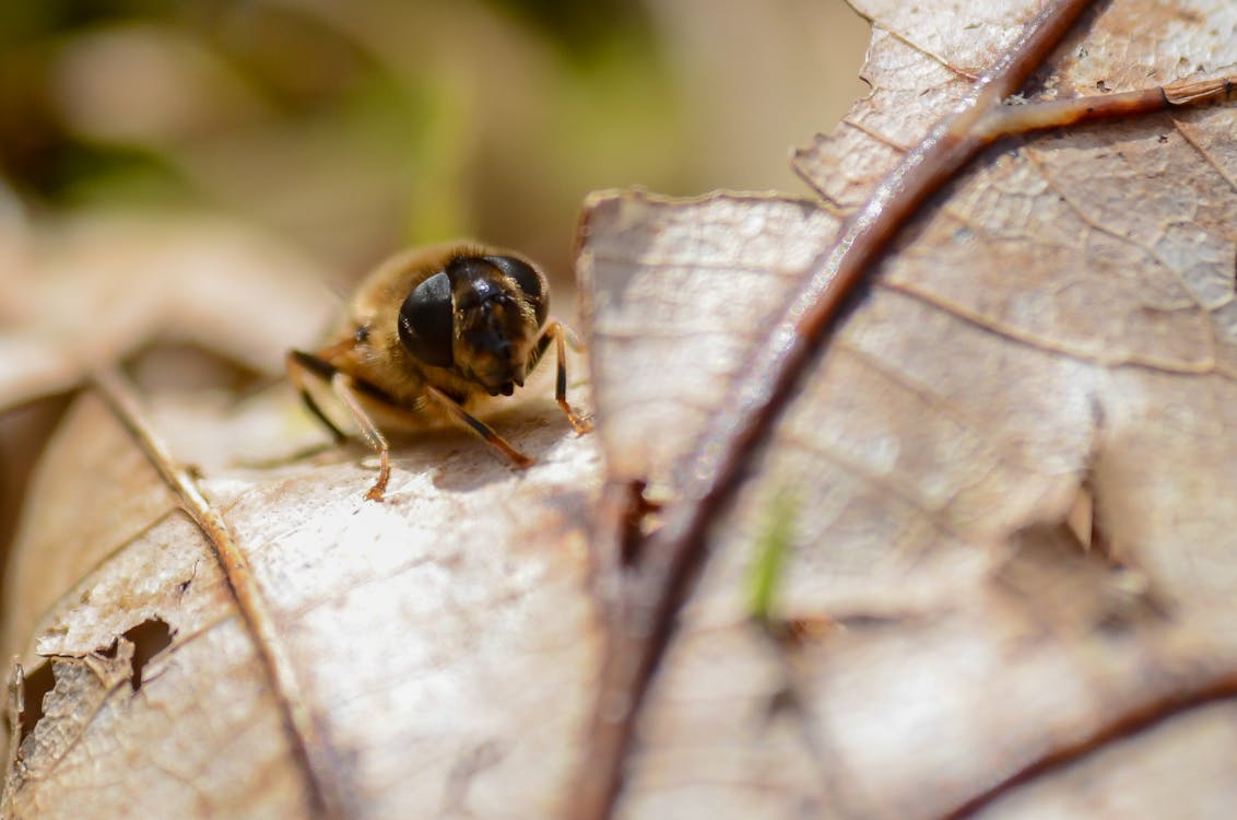免費 蜜蜂在棕葉上 圖庫相片