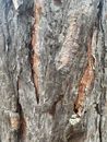 Dried Bark of an Old Tree