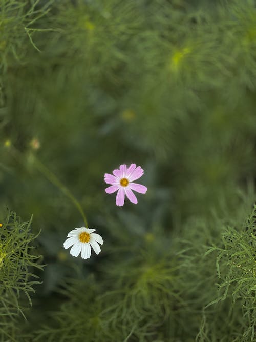 Základová fotografie zdarma na téma flóra, kvést, květinová fotografie