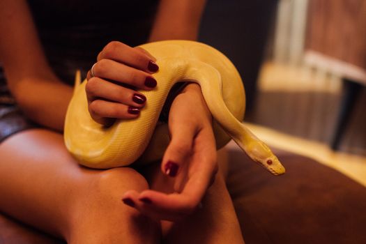 pythons photo