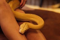 A Yellow Python Crawling on A Woman's Feet