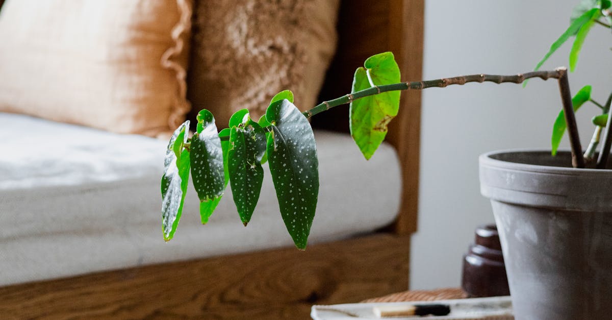 How to plant lucky bamboo in a pot