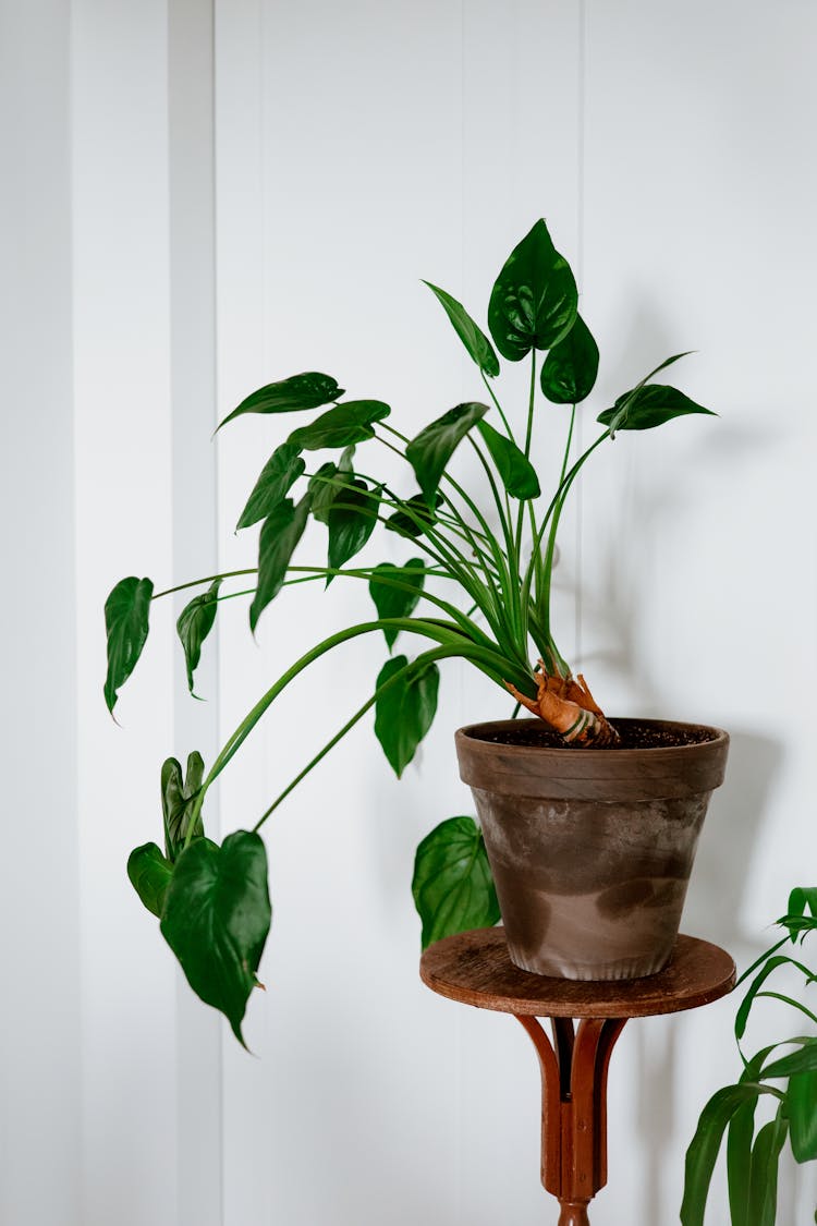 An Indoor Potted Plants Over A Round Table