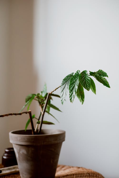 Free A Green Plant on White Ceramic Pot Stock Photo