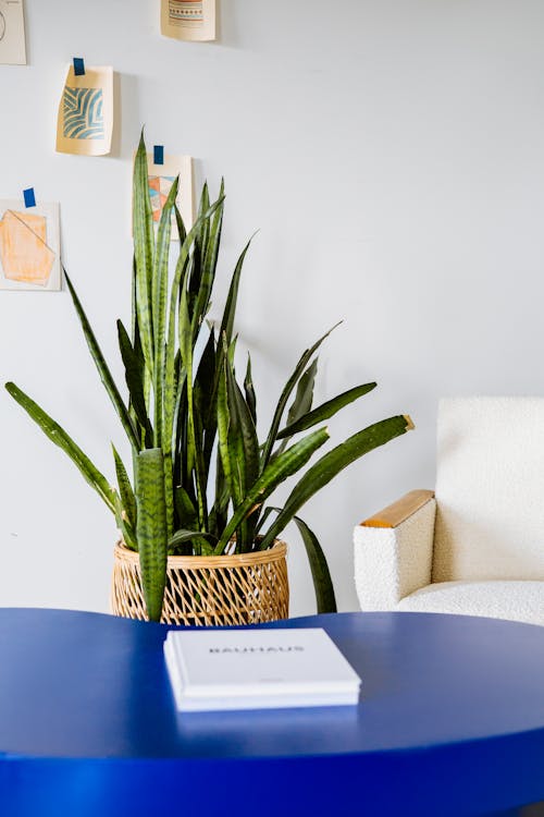 Green Plant on a Woven Vase Near Blue Table