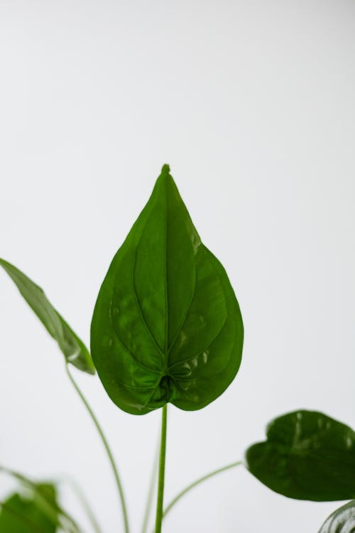 A Close-Up Shot of a Green Leaf