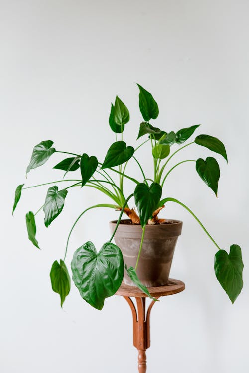 Free A Potted Plant over a Round Table Stock Photo