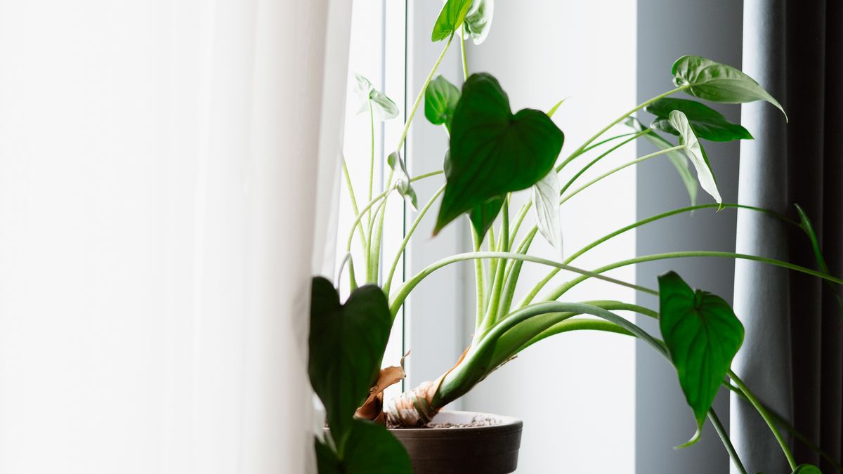 Les meilleures plantes dintérieur pour purifier lair de votre maison