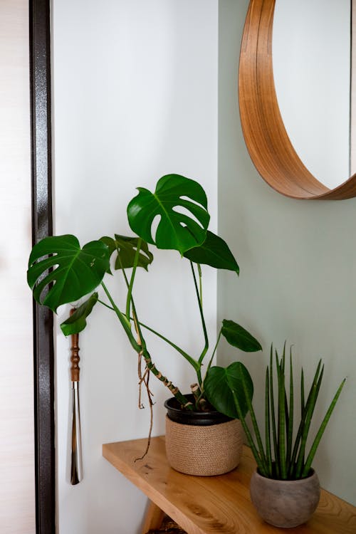 Potted Plants Inside the House