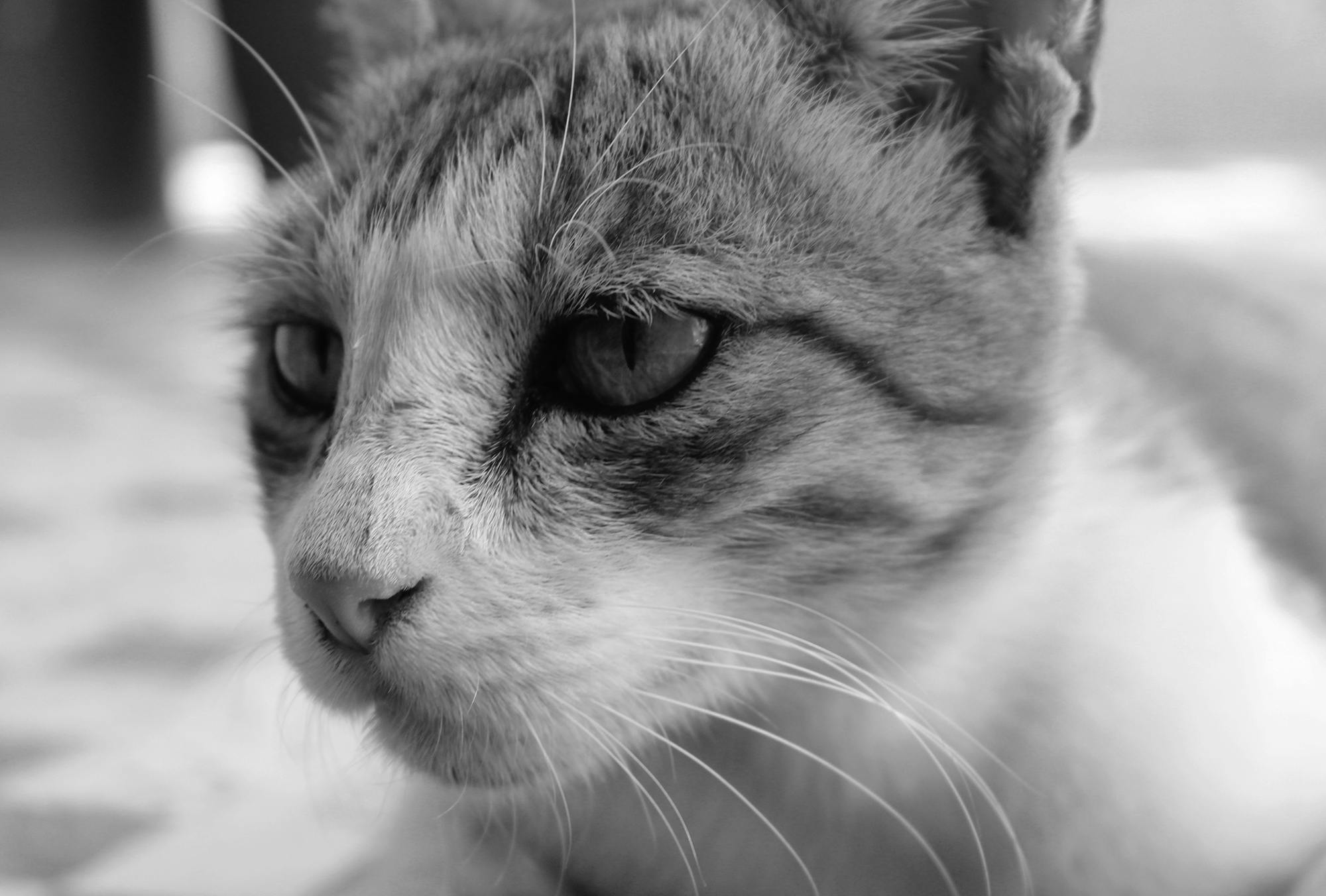 Free Stock Photo Of Animal Baby Cat Black And White