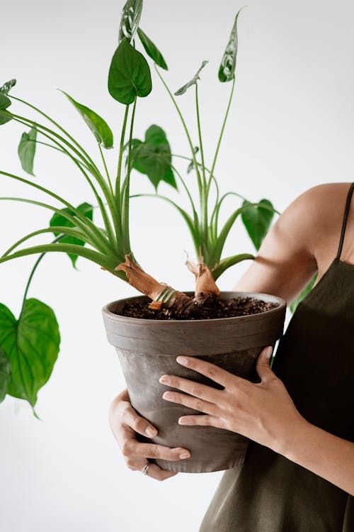 Woman in Black Spaghetti Strap Top Holding Green Potted Plant