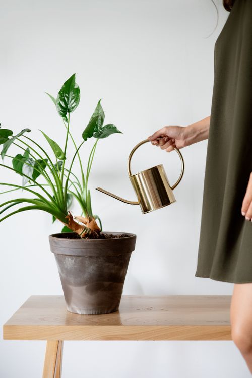 Free Stylish woman watering a potted plant with a brass can indoors on a wooden table. Stock Photo