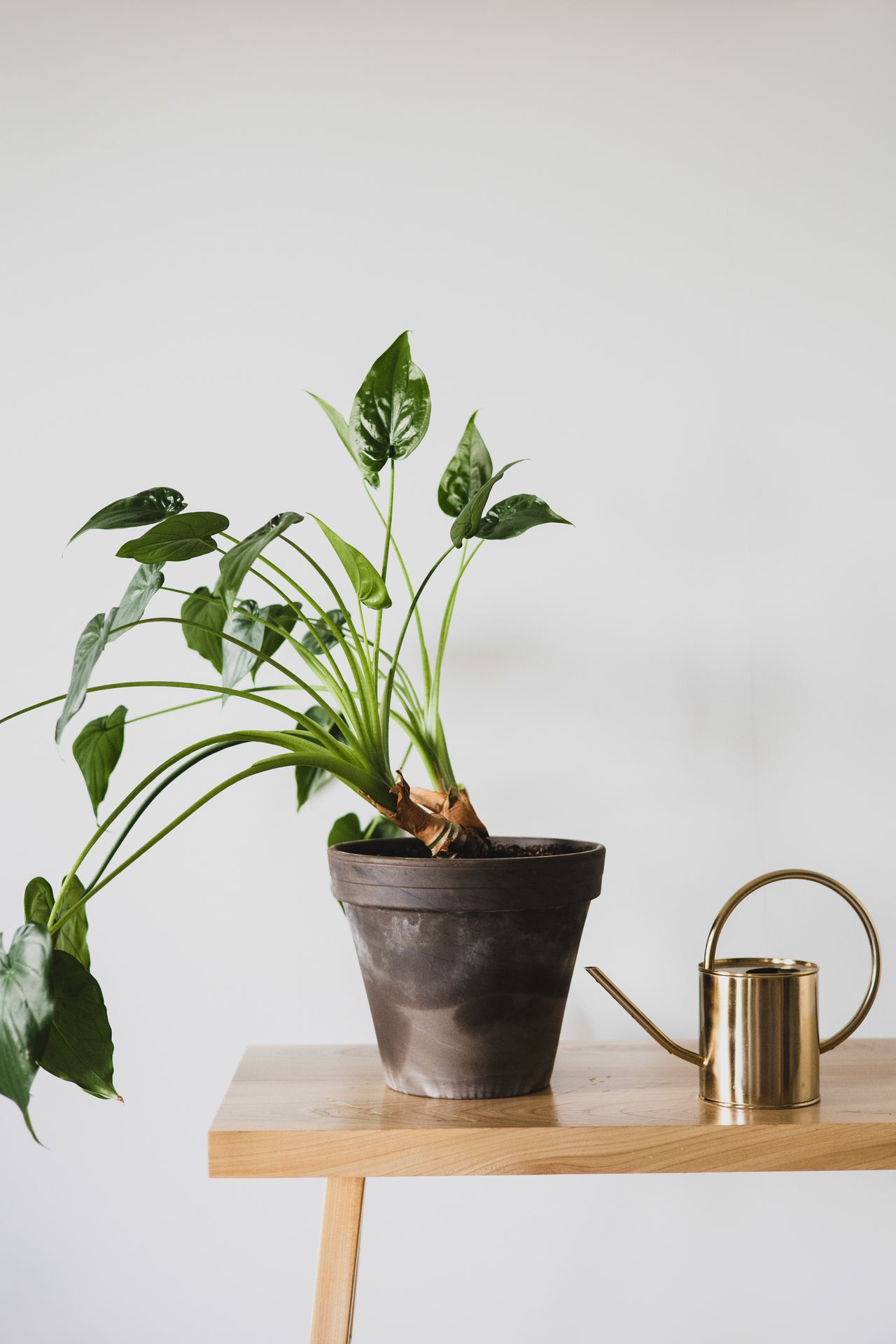 indoor-plants-garage Potted indoor plant beside a brass watering can