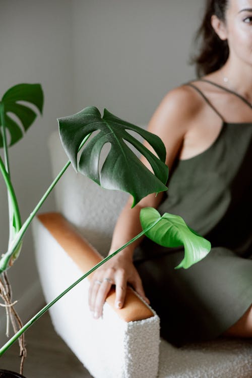 Immagine gratuita di decorazione, donna, monstera