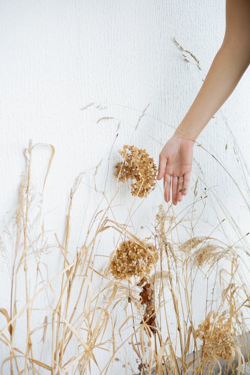 Person Holding Brown Dried Flowers